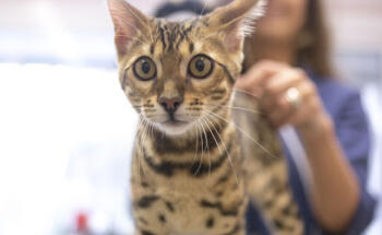 Ambulatorio Veterinario Schiavi Colautti Padovani