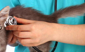 Veterinary Clinic Vets & Pets