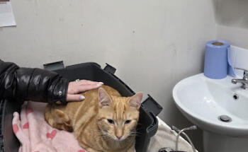 Ark Vetcare Dun Laoghaire