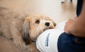Evidensia Oslo Animal Hospital