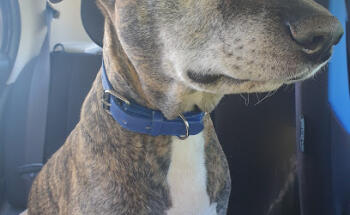Paralowie Veterinary Surgery