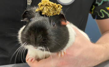 The Unusual Pet Vets Murdoch