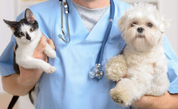 Brittany Glen Animal Hospital