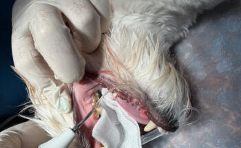 Veterinario Benidorm Love Paws