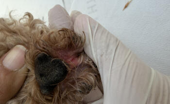 Veterinario Benidorm Love Paws