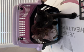 Veterinario Benidorm Love Paws