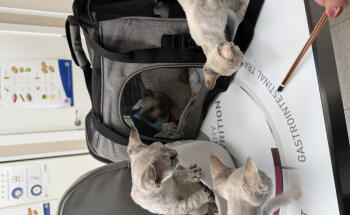 Veterinario Benidorm Love Paws