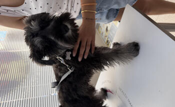 Veterinario Benidorm Love Paws