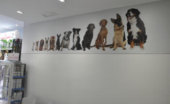 Centro Veterinario Cuatro Patas Elche