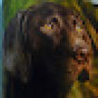 Centro Veterinario Blackcan