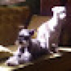 HOMEOPATÍA Y ACUPUNTURA VET