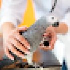 Clínica veterinaria Veterinarcia