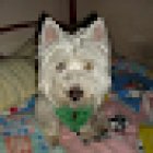 Servicios Veterinarios Mixkoatl sucursal juan escutia san lorenzo