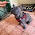 Centro Veterinario Dra Janny