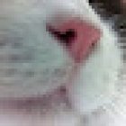 Iccaro clínica veterinaria (Laura Belle González Miranda)