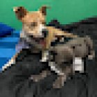 Clínica veterinaria 