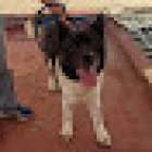 Misaki Estetica Canina y Venta de Alimento