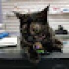 Clinica veterinaria Mascota Fiel