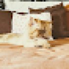 Veterinary clinic Aaron Ake