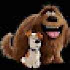 Grooming Pet's salon