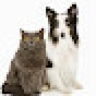 Vital-Can Veterinaria