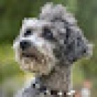 Medical Animal servicios veterinarios.