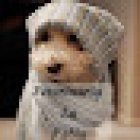 Veterinaria La Rabia