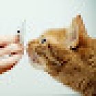 MG Veterinary Clinic