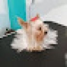 Estética Canina Can Groomer