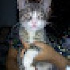 Consultorio Veterinario GyR