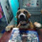 Consultorio Veterinario zoolomascotas