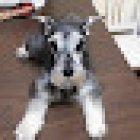 Veterinaria Médico Salas 