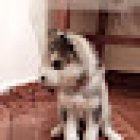 Medico Veterinario Zootecnista