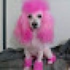 Veterinaria Malinois