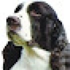 Clínica Veterinaria Wallace