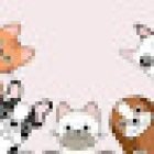 Mr. Guau Centro de Mascotas