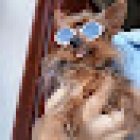 Veterinaria Laureles