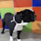 Centro de salud animal