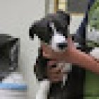 Clínica Veterinaria Croak