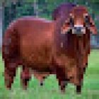 AGROVETERINARIA Y ESTETICA CANINA EL ESFUERZO