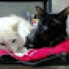 Veterinaria La Granja