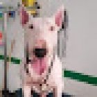 cosultorio veterinario CARAPED