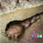 Veterinaria CLUB KANINO