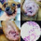 Clínica Veterinaria Dalila