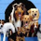 Happy Pet's veterinaria y estetica canina