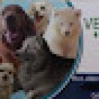 Veterinaria y Estetica Canina HIRU