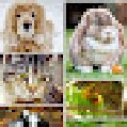 Veterinaria del Centro