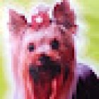 Estilo Animal Veterinaria