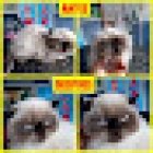 Veterinaria Clinica y estetica canina Perros y Gatos