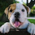 Hospital Veterinario Orejas